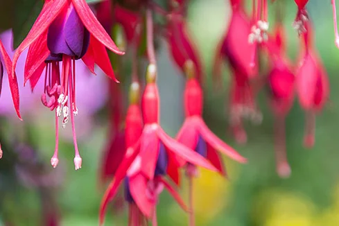 Nahaufnahme von pinken Fuchsienblüten